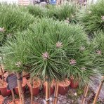 Borovica čierna (Pinus nigra) ´MARIE BREGEON´® – výška 90-100 cm, kont. C5L  - NA KMIENKU